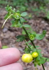 Dasistoma macrophylla