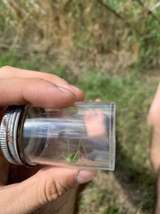 Leptophyes punctatissima