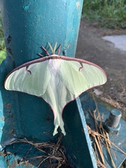 Actias truncatipennis