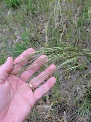 Hesperostipa spartea
