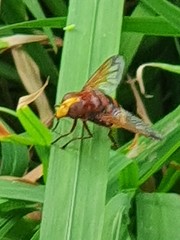 Volucella zonaria