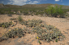 Opuntia trichophora