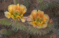 Opuntia trichophora