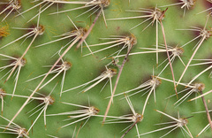 Opuntia trichophora