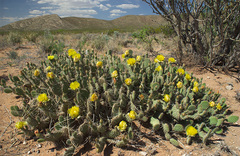 Opuntia trichophora