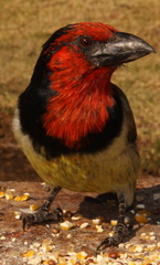 Black-Collared Barbet photo 5