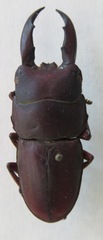 Telodorcus