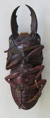 Telodorcus