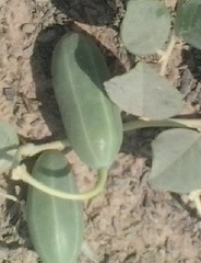 Capparis