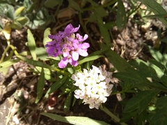 Angiospermae