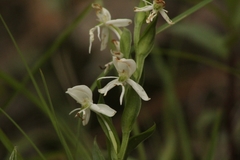 Habenaria cuevasiana
