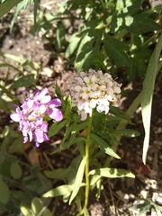 Angiospermae