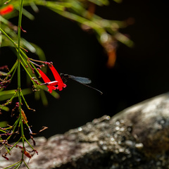 Prodasineura autumnalis