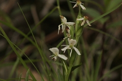 Habenaria cuevasiana