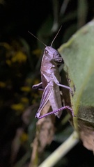 Paratylotropidia brunneri