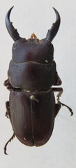 Telodorcus