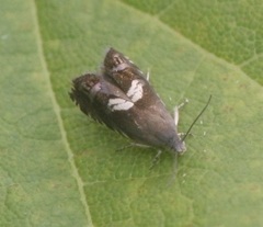 Grapholita fana