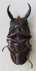 Telodorcus
