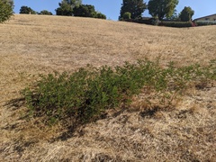 Glycyrrhiza lepidota