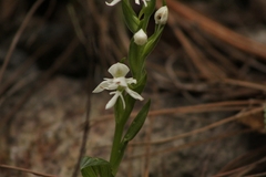 Habenaria cuevasiana