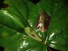 Phyllonorycter joannisi