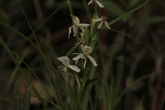 Habenaria cuevasiana