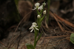 Habenaria cuevasiana