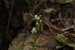 Habenaria cuevasiana