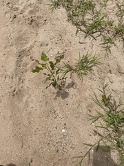 Populus deltoides deltoides