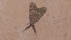 Sommeria marchalii