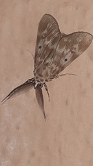 Sommeria marchalii
