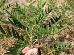 Glycyrrhiza lepidota