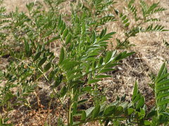 Glycyrrhiza lepidota