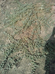 Capparis