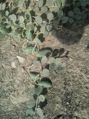 Capparis