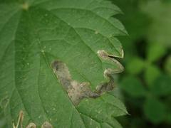 Agromyza pseudoreptans