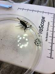 Nepoidea