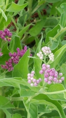 Pluchea odorata succulenta