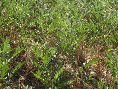 Glycyrrhiza lepidota