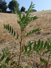 Glycyrrhiza lepidota