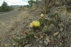 Opuntia trichophora