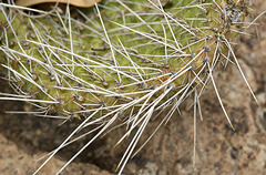 Opuntia trichophora