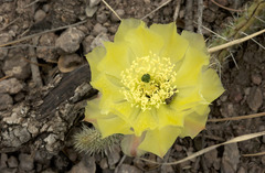 Opuntia trichophora