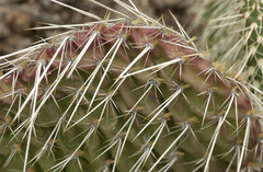 Opuntia trichophora