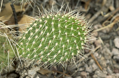 Opuntia trichophora