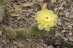 Opuntia trichophora