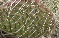 Opuntia trichophora