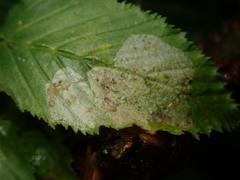 Phyllonorycter esperella