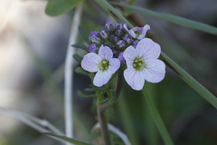 Cardamine polemonioides
