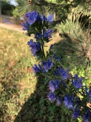 Echium vulgare